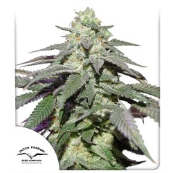 Auto Skywalker Haze® - Autoflower Cannabis Seeds | Dutch Passion UK