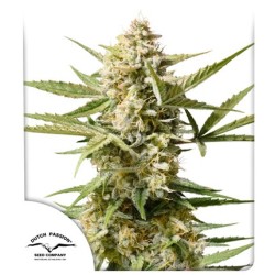 Buy Auto Cinderella Jack® Autoflower Cannabis Seeds | Dutch Passion UK