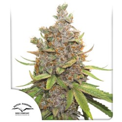 Buy Auto Glueberry OG® Autoflower Cannabis Seeds | Dutch Passion UK