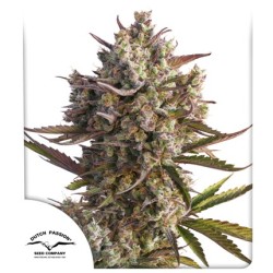 Buy Auto Blueberry® Autoflower Cannabis Seeds | Dutch Passion UK
