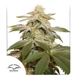 Buy Sugar Bomb Punch® Feminised Seeds | Dutch Passion