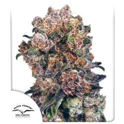 Buy Blueberry® Feminised Seeds | Dutch Passion UK