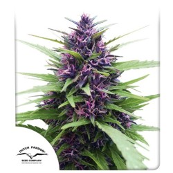 Shaman Cannabis Seeds (Feminised / Regular) | Dutch Passion