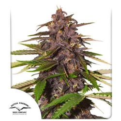 Buy Auto Forbidden Cherry® Cannabis Seeds | Dutch Passion