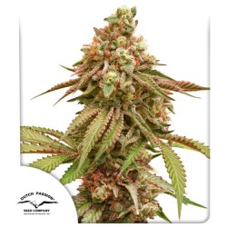 Buy Tropical Tangie® Feminised Seeds | Dutch Passion UK