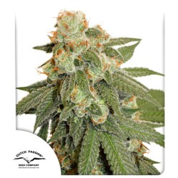 Buy Auto Orange Bud® Autoflower Cannabis Seeds | Dutch Passion UK