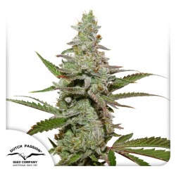 Buy Amsterdam Amnesia® Feminised Seeds | Dutch Passion UK