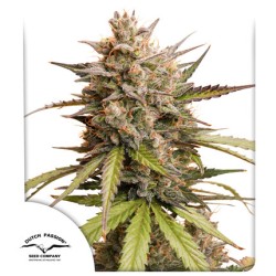 Buy Auto Melonade Runtz ® Autoflower Seeds | Dutch Passion UK