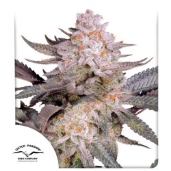 Buy Orange Bud 2.0® Feminised Seeds | Dutch Passion UK