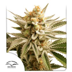 Buy Lemon Z® Feminised Seeds | Dutch Passion UK