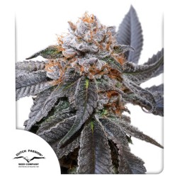 Blue Zushi Cannabis Seeds | Dutch Passion UK