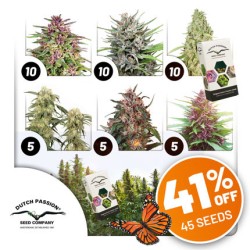 Outdoor Feminised Cannabis Seeds Package Deal | Dutch Passion